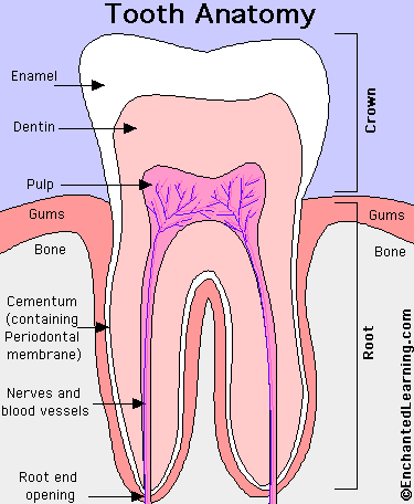 Tooth 14 Location