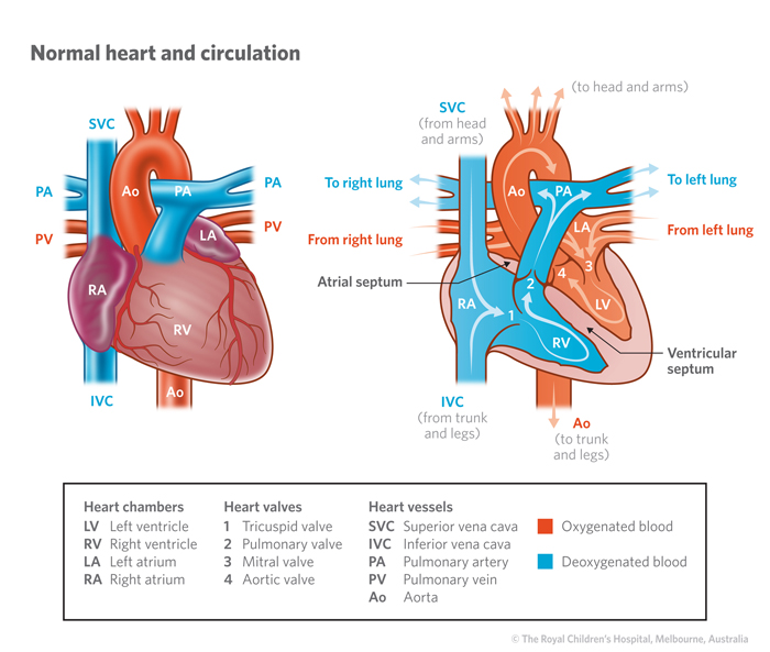 normal heart blood flow - Dayton Children's Hospital