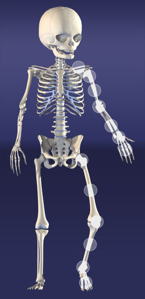 FractureGuidlineSkeleton