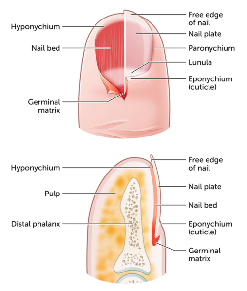 Fingertip and nail injuries 1
