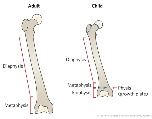 Fracture Education : Anatomic differences: child vs. adult